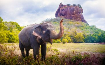 Tour Sri Lanka + Safari
