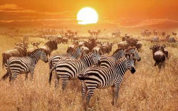 Duo: 3-7 night safari & Maharaja Boutique Hotel 5*