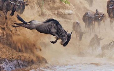 Great Migration safari & stay at Pinewood Beach Resort & Spa 4*