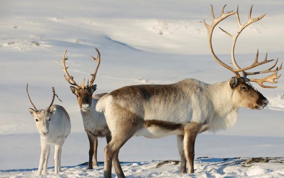 Votre option incluse