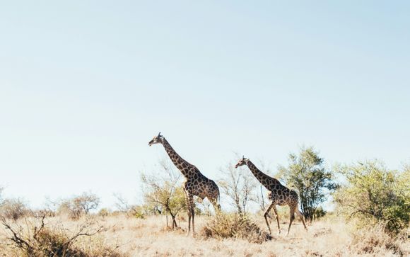 A la découverte de l'Afrique du Sud depuis le Turaco Lodge