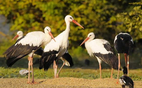 Pour aller plus loin 