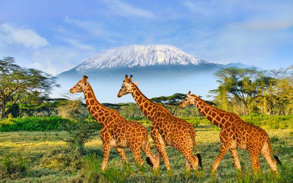 Safari