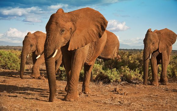  Safari Park Kenia  thumbnail