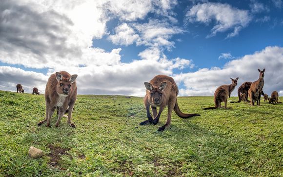 Mettez une option sur l’évasion à Adelaide