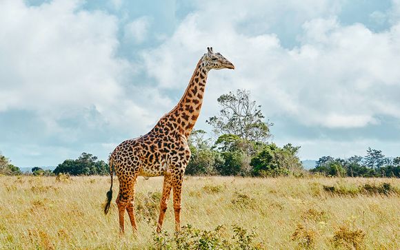 Uw inbegrepen safari