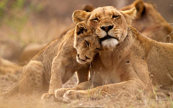 Ihre Safaris im Kruger Park