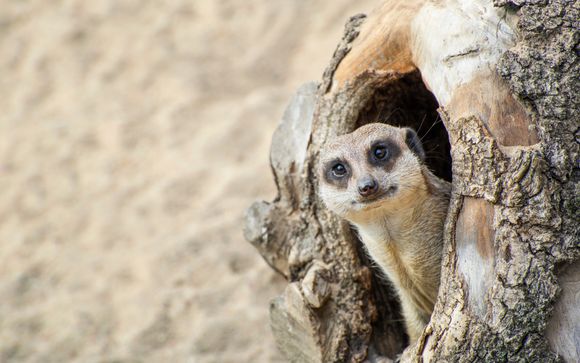 Ihre Ausflugsoptionen