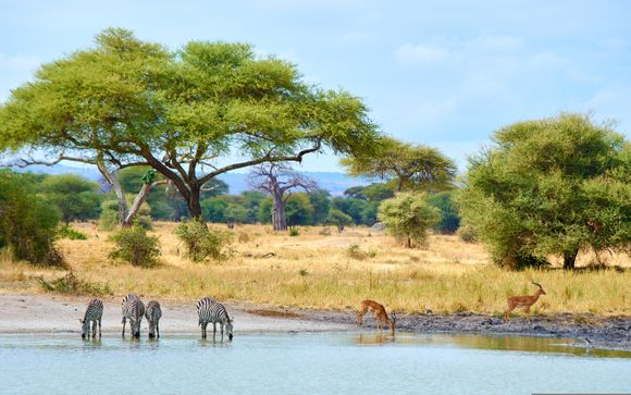 Ihre Safari im Detail