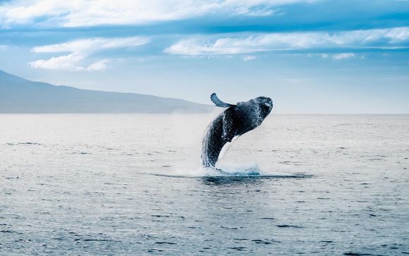 Ihre Ausflugsoptionen