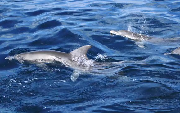 Ihre inklusiven Ausflüge