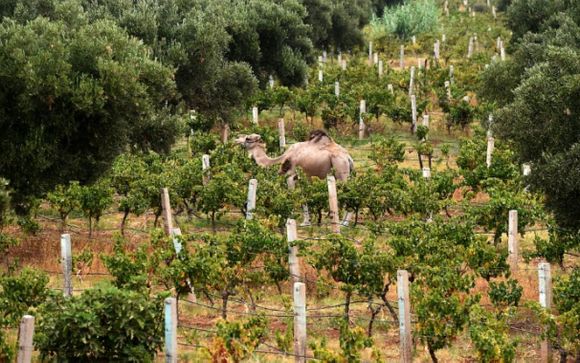 Ihre Rundreise im Detail