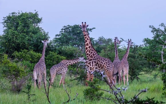 Ihre Safari im Detail