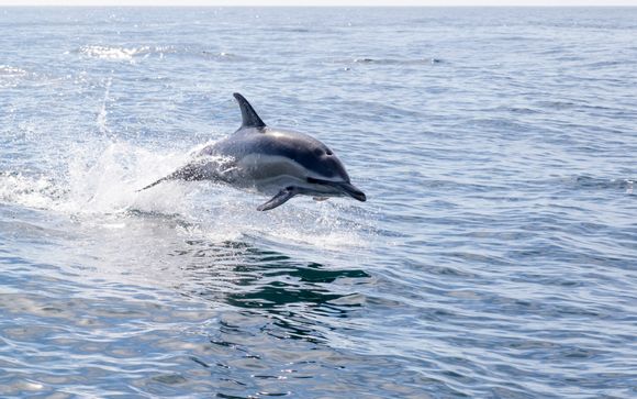 Im Angebot enthalten