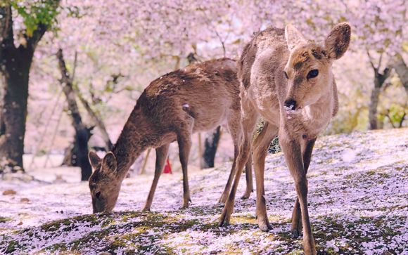Ihre Rundreise im Detail