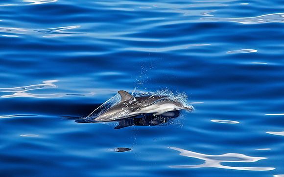 Im Angebot enthalten