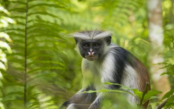 Ihre Ausflugsoptionen