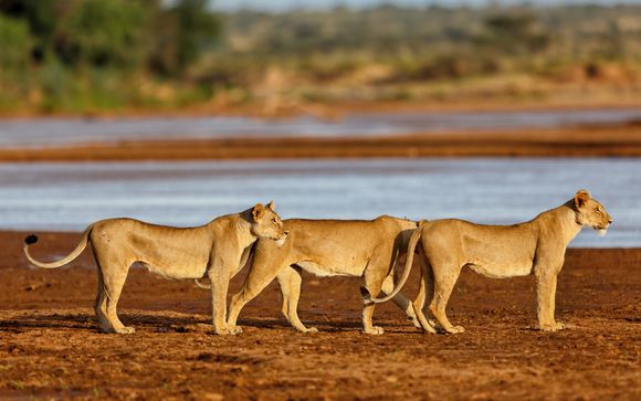 Ihre Safari im Detail