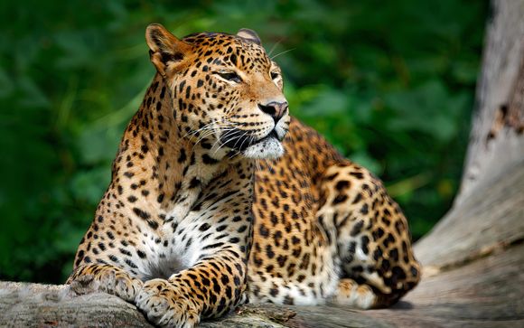 Ihre Ausflugsoptionen