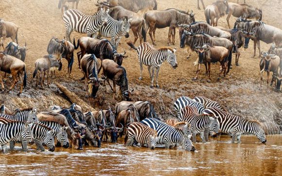 Ihre Safari im Detail