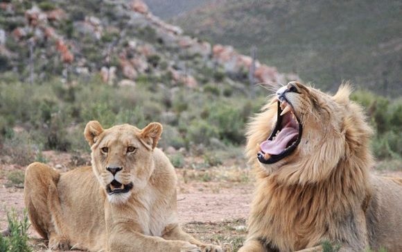 Willkommen in... Südafrika!