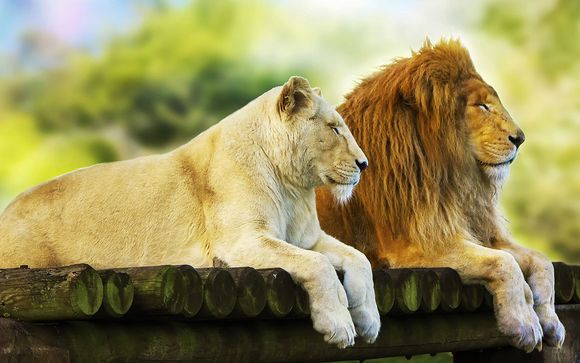 Ihre Safaris im Detail