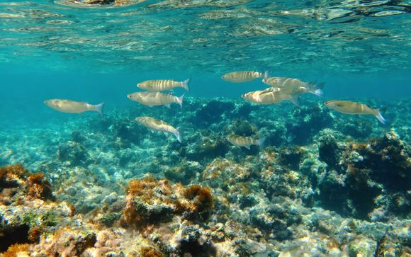 Tu actividad incluida