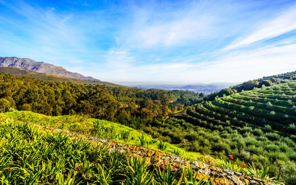 Tus opciones incluidas