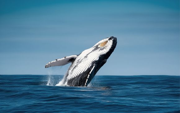 Tus opciones incluidas