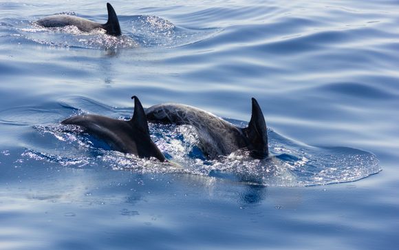 Tus actividades incluidas