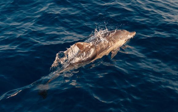 Crucero en catamarán para avistar delfines