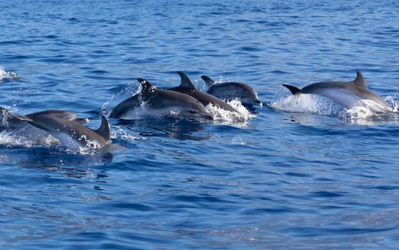 Excursión Magic Dolphin Watching (avistamiento de delfines)