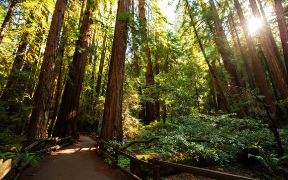 Tour guiado de medio día en Muir Woods y Sausalito (guía en español)