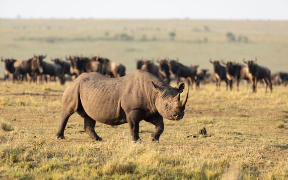 Tu itinerario durante el safari