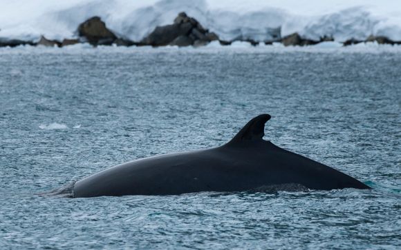 Tu itinerario durante el crucero