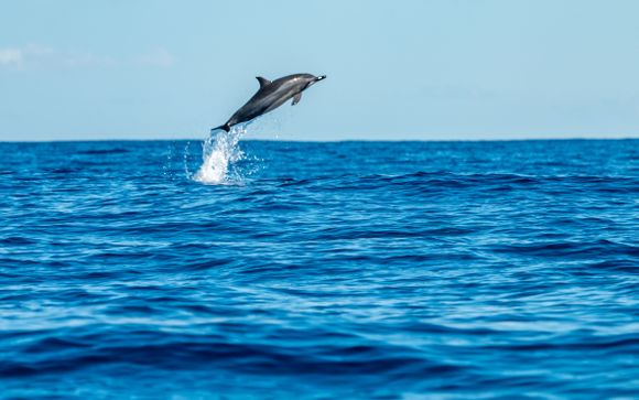 Tu actividad incluida