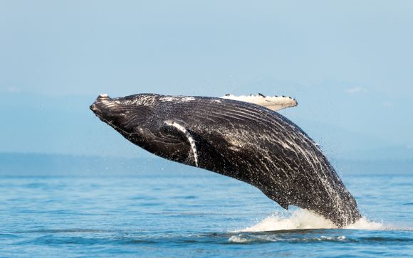 ¡Completa tu estancia!