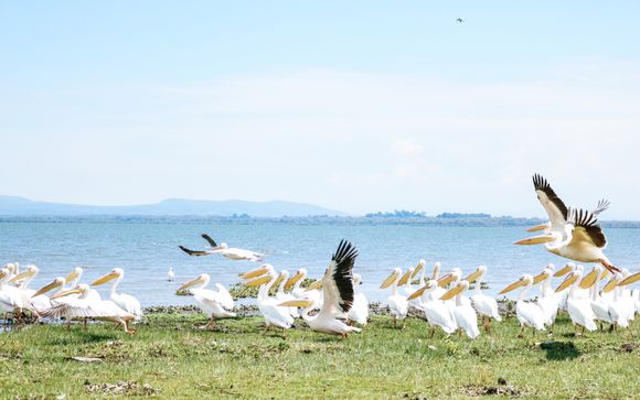 Tu itinerario durante el safari