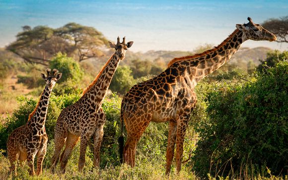 Safari (solo Opción 1)