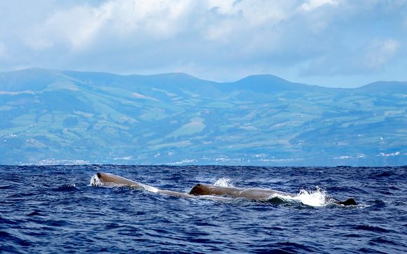 Avistamiento de ballenas y delfines con Futurismo