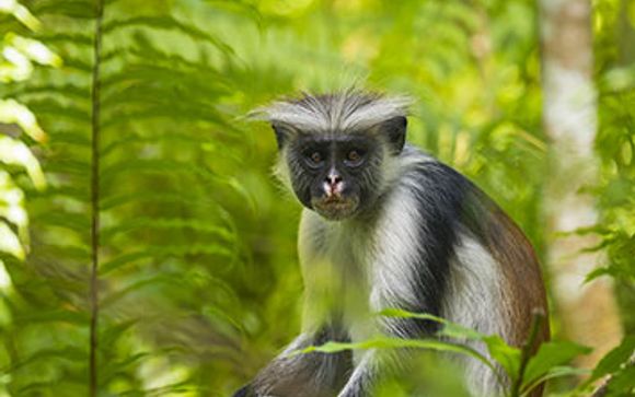 Spice Island Hotel & Resort 4*