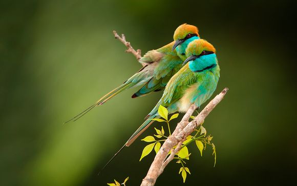 Itinerario - 8 noches