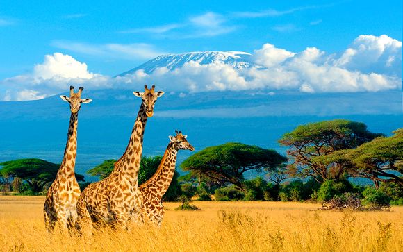 Pinewood Beach Resort & Spa 4* y Safari