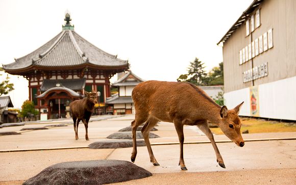 Hoteles previstos o similares