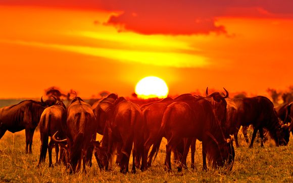 Tu safari (opción 2)