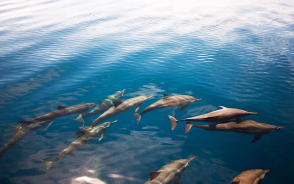 Excursión para avistamiento de delfines
