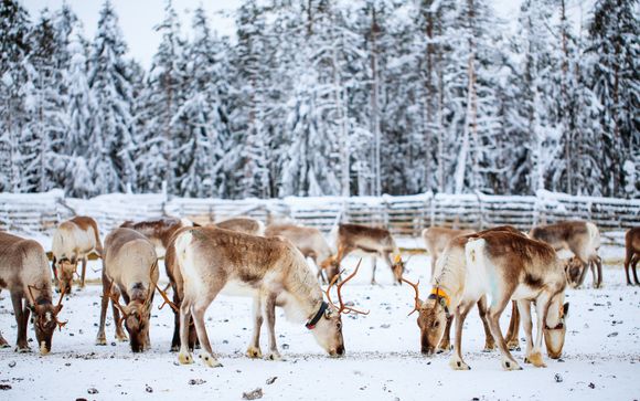 Vos options incluses pour plus d