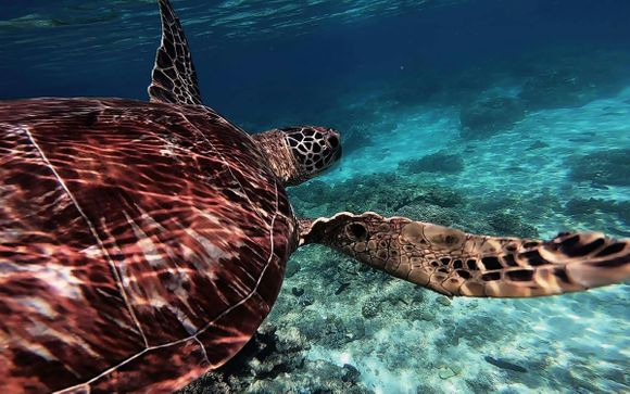 Mettez une option sur l