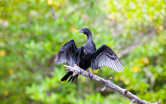 Mettez une option sur l