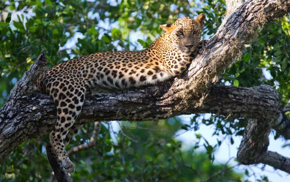 Mettez une option sur l